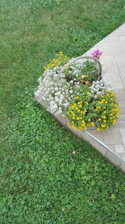 Guest House Adrijana Seliste Dreznicko Exterior photo